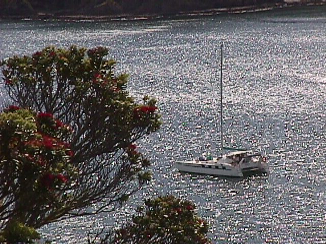 Arctracer - Pohutukawa